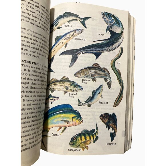 Official Boy Scout Handbook 1979 Ninth Edition First Printing - Picture 15 of 16